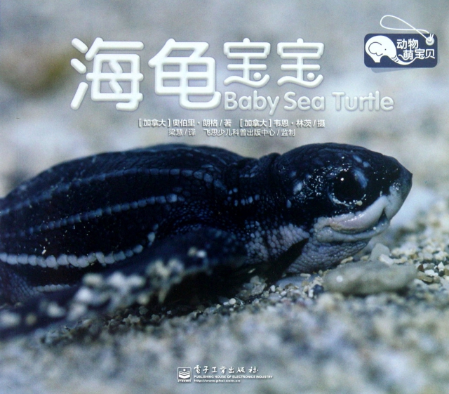 海龜寶寶/動物萌寶貝