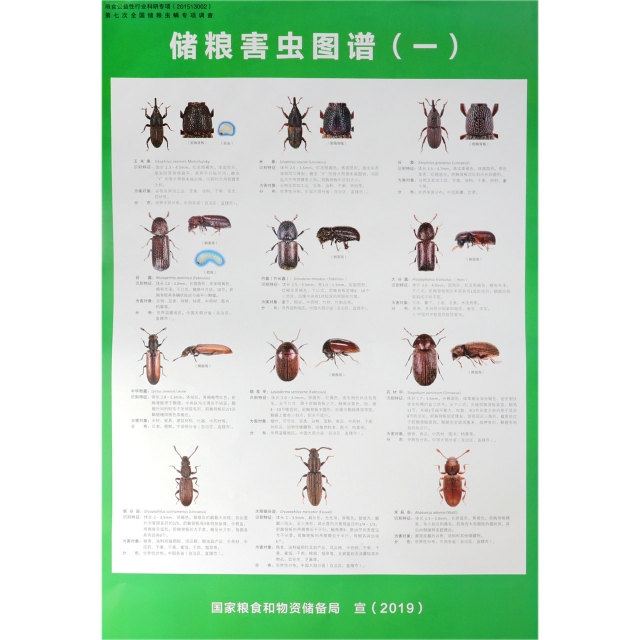 儲糧害蟲圖譜(共6張)