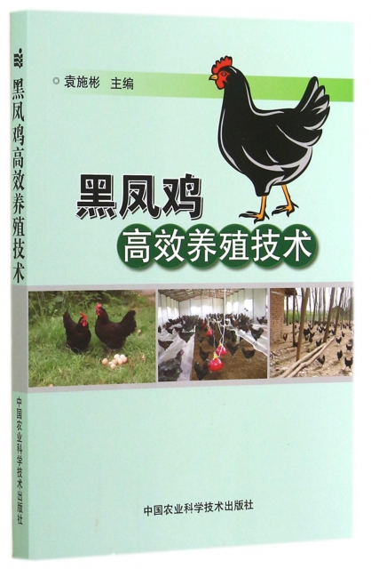 黑鳳雞高效養殖技術